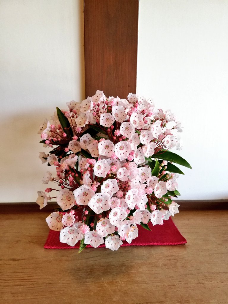 山口市菜香亭 今日の玄関のお花は いただきもののカルミアです 金平糖のような形の蕾と レースの日傘のような花姿の可愛らしいお花です アメリカに桜を贈ったお礼として 大正4年にハナミズキと共に渡来しました とある職員はカルミア初めて見ました 山口市菜香亭 今日の玄関のお花は いただきもののカルミアです 金平糖のような形の蕾と レースの日傘のような花姿の可愛らしいお花です アメリカに桜を贈ったお礼として 大正4年にハナミズキと共に渡来しました とある職員はカルミア初めて見ました