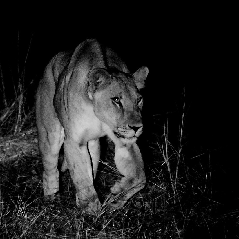 1. Last night A Pride cubs, now sub adults, were hunting on the plain behind camp. Two males, two females without their mother. Lions at night are muscles on the move, all power. This pride started as 2 young females in 2011. 1/3