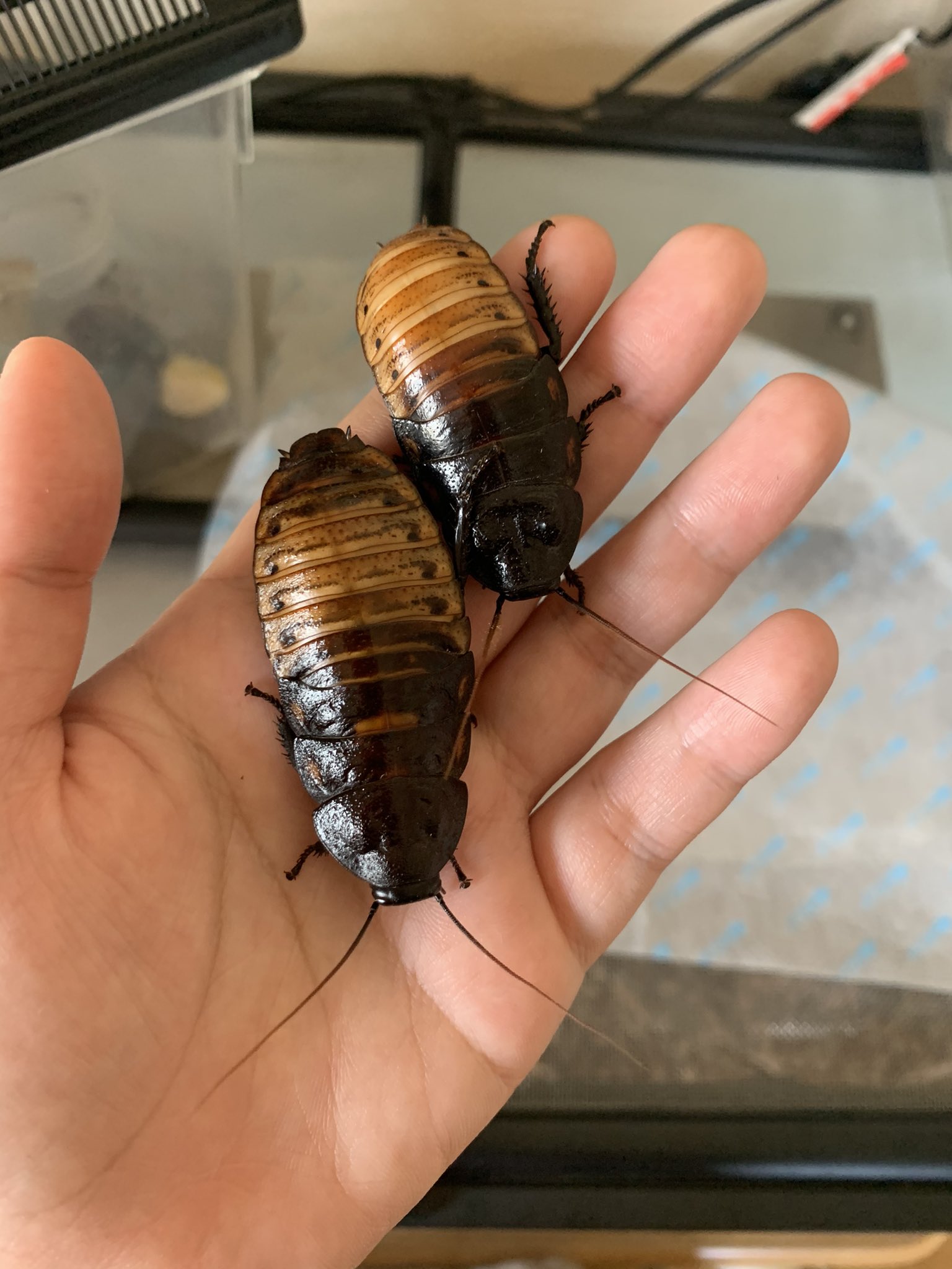 マダガスカルゴキブリ 餌用 100頭