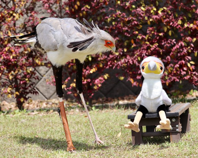 ヘビクイワシのtwitterイラスト検索結果