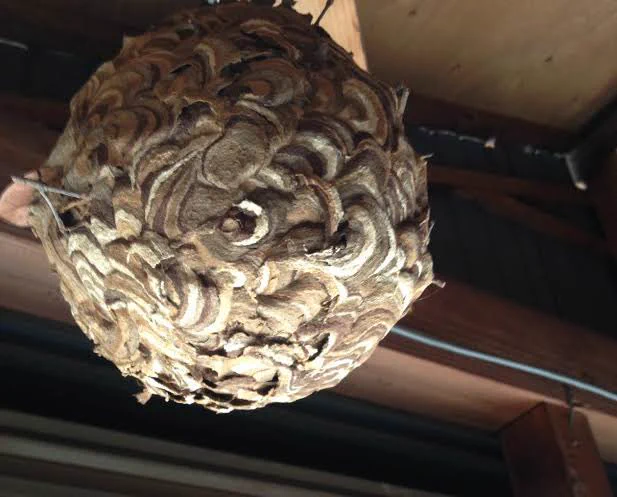 @mk_xxx09 蜂の巣ケーキだと…!? 