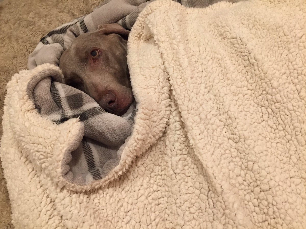 Pl_Scrumptious's tweet photo. Ruby’s not spoilt at all....nope not at all!🤣😂 #comfy #dogs #weimerarner #DogLover
@twgmb @WeimClubAmerica @WeimCrimes https://t.co/27XJ0cbMFX