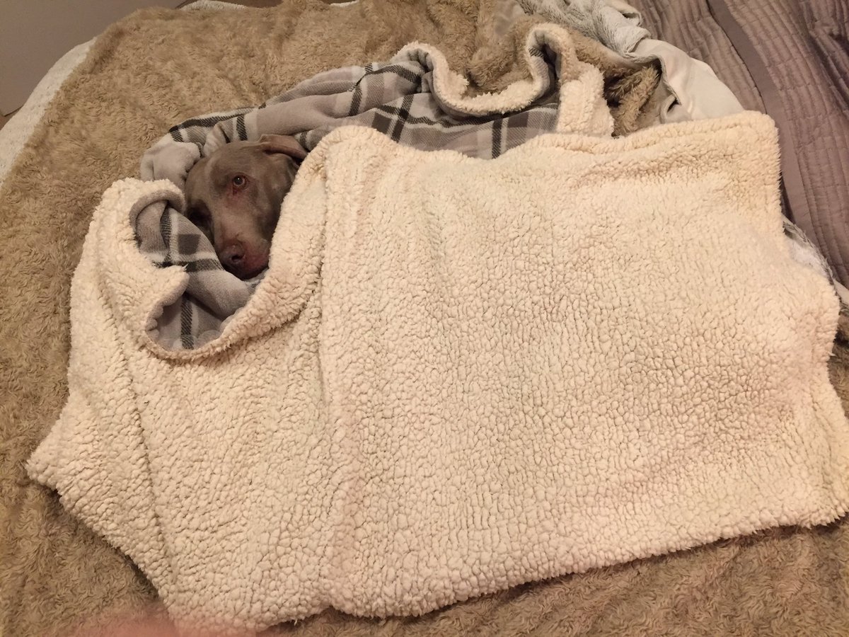 Pl_Scrumptious's tweet photo. Ruby’s not spoilt at all....nope not at all!🤣😂 #comfy #dogs #weimerarner #DogLover
@twgmb @WeimClubAmerica @WeimCrimes https://t.co/27XJ0cbMFX