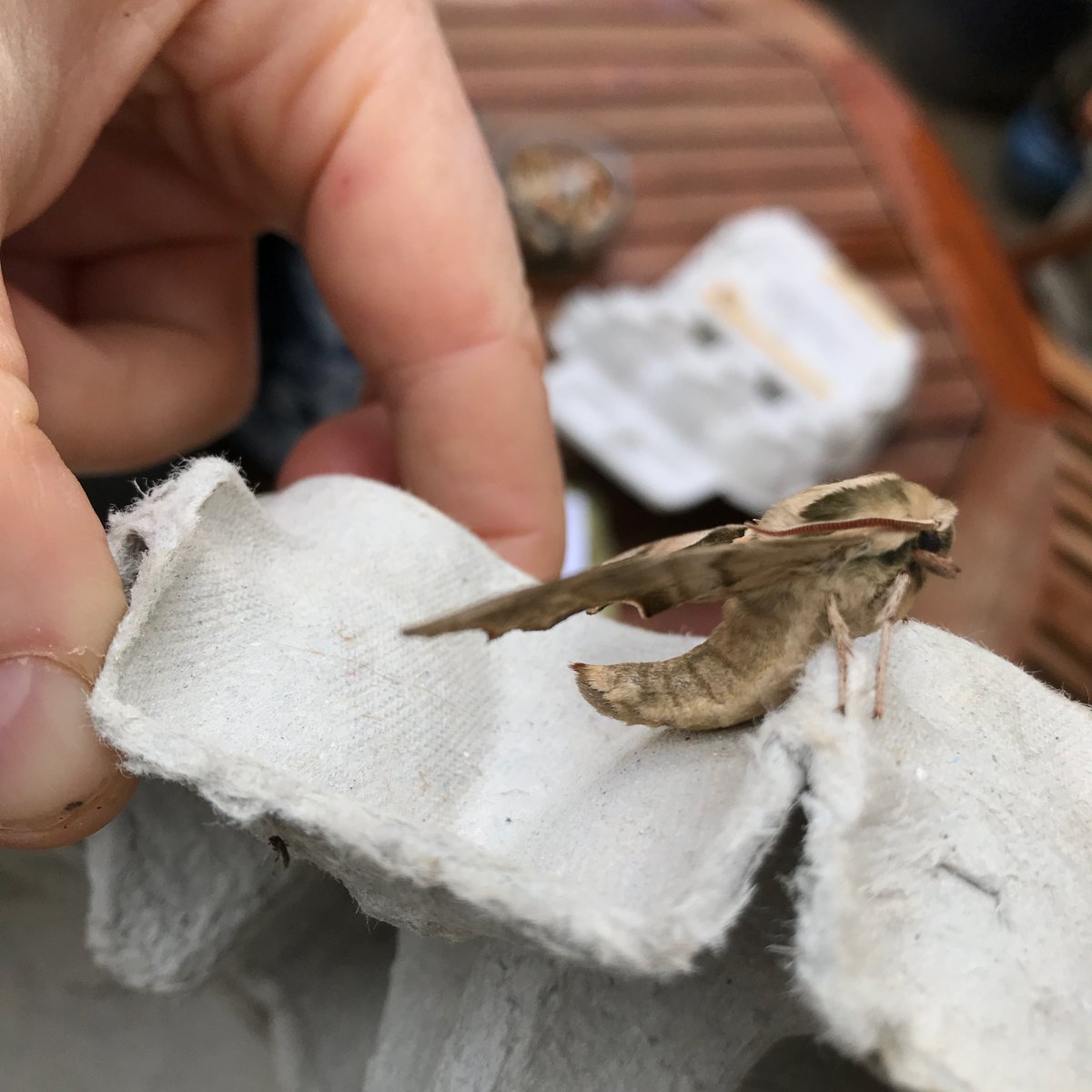 phoeb0's tweet photo. Last night I rigged up a moth trap in my garden in Peckham and caught 30 moths! The star of the show was this lime hawk moth #rewildinglondon https://t.co/iPKDr4S2Wy