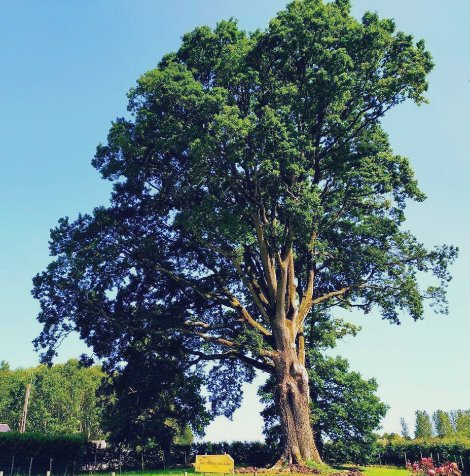 En mai, c’est reparti! 🌳13 mai 2021🌳Remise du label #ArbreRemarquabledeFrance au chêne du domaine de la Hardouinais à St Launeuc (22) à 11h 😎