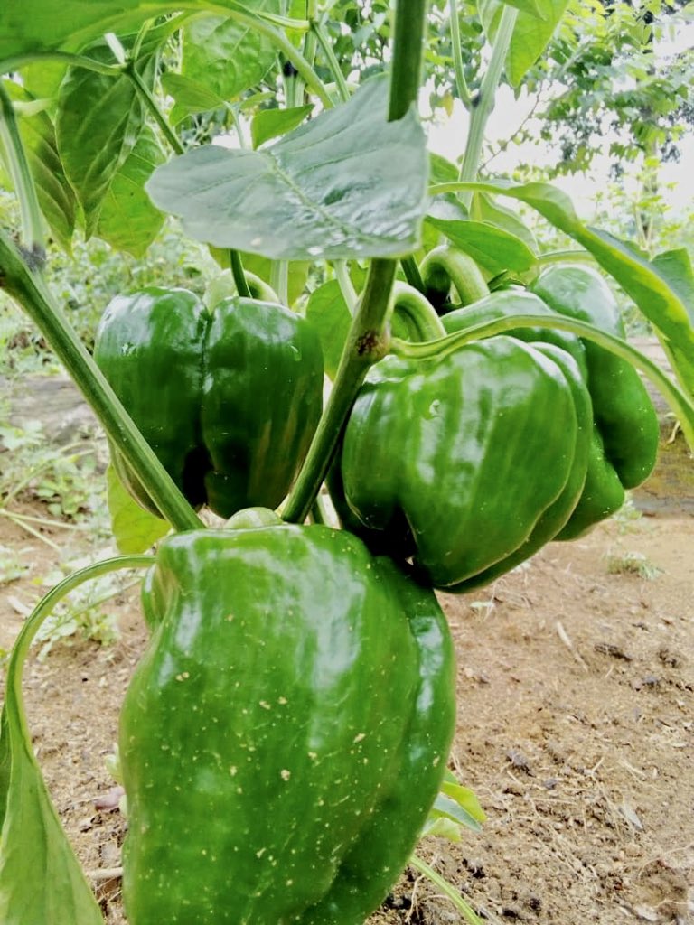 reseau_cref's tweet photo. With a  will and seriousness, communities can practice sustainable agriculture and thus fight against poverty. Here is a project of experimentation of vegetable crops of the « Simama na Mlimo »project carried by our NGO member FNH and the NGO AHDCO in the territory of Walikale https://t.co/pqrGlvqv3N