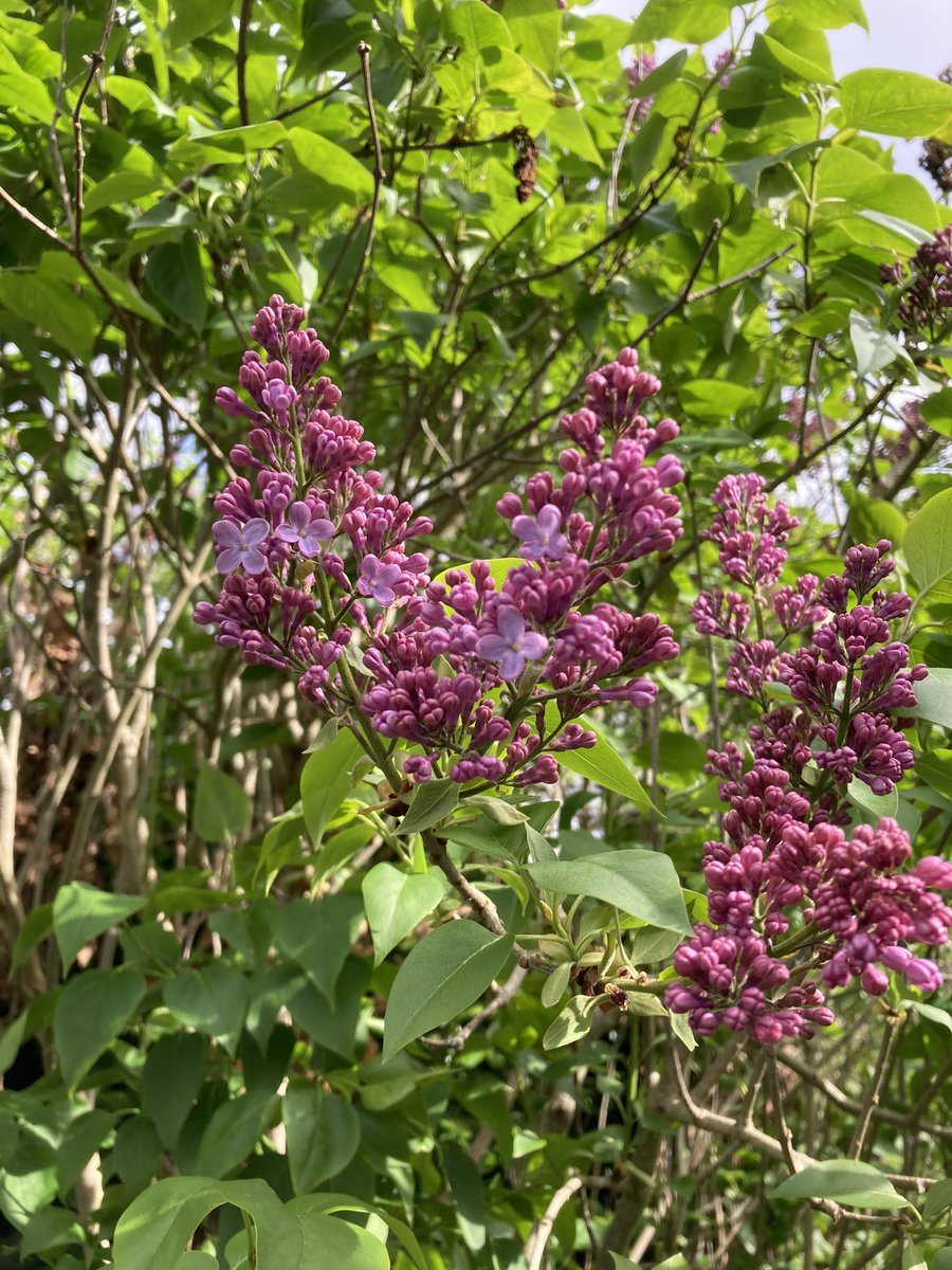 The lilacs just outside my shed office are starting to blossom