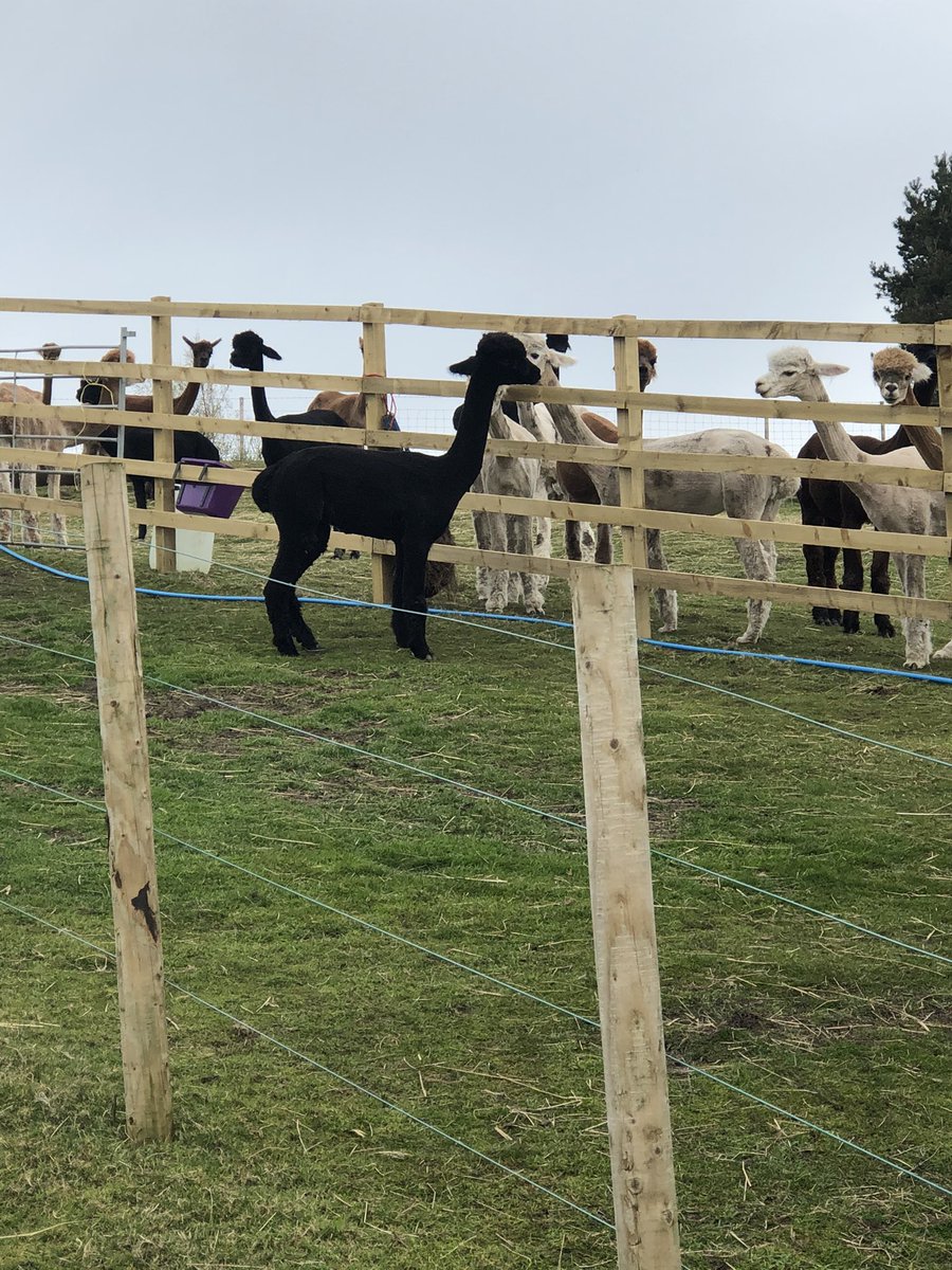 BingfieldAlpac1's tweet photo. Our new man encrypted aka cubster is checking out his potential dates ! #encrypted #studboy #mondaythoughts https://t.co/1LXTkpMv4U