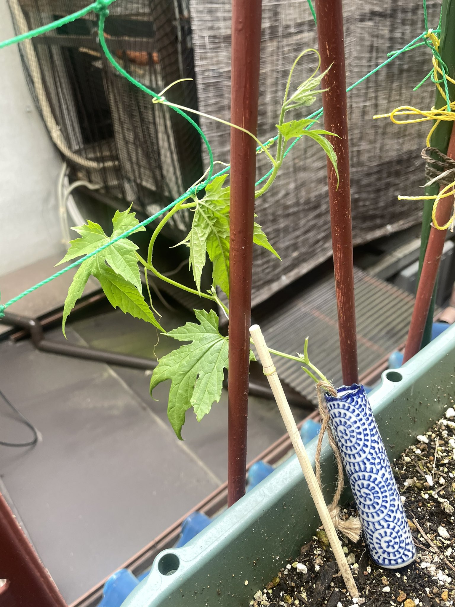 清水彩月 何モノかに茎を噛み切られ 思わず水に挿したら 葉が復活 水耕栽培の始まりか 根が出るのか はたまた今夜にもヤられるのか 物語が続いてほしい ゴーヤ 水耕栽培 ネズミ被害 T Co Dxunxnatyp Twitter