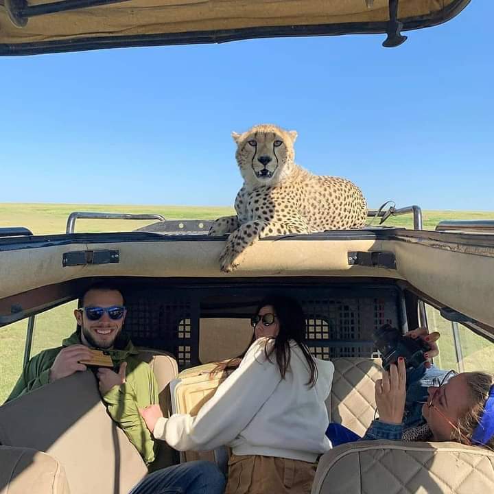 Tanzania unforgettable safari never miss great experience with us africanlovebirdsadventure.com
#traveling #travelers #nature #safari #AdventureTime