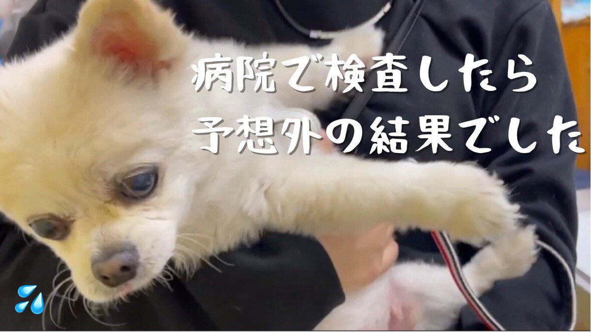 チワワのくーちゃん そらくん Coo724 Twitter チワワのくーちゃん そらくん Coo724 Twitter