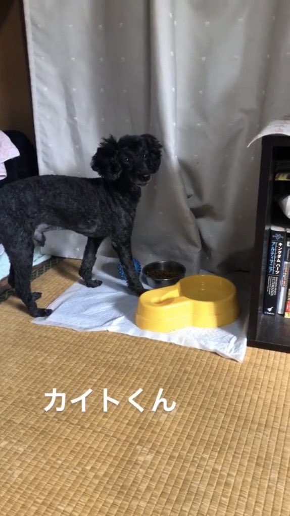カイト トイプードル 黒 探してます Kite 0427 Twitter カイト トイプードル 黒 探してます Kite 0427 Twitter