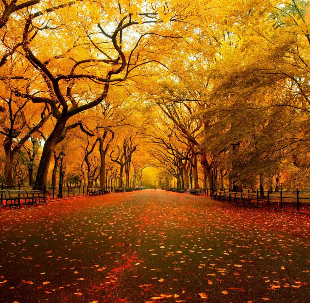 FridayLoading's tweet image. &quot;All of our dreams can come true if we have the courage to pursue them&quot; -Disney #quote #quoteoftheday #morning #MondayMotivation