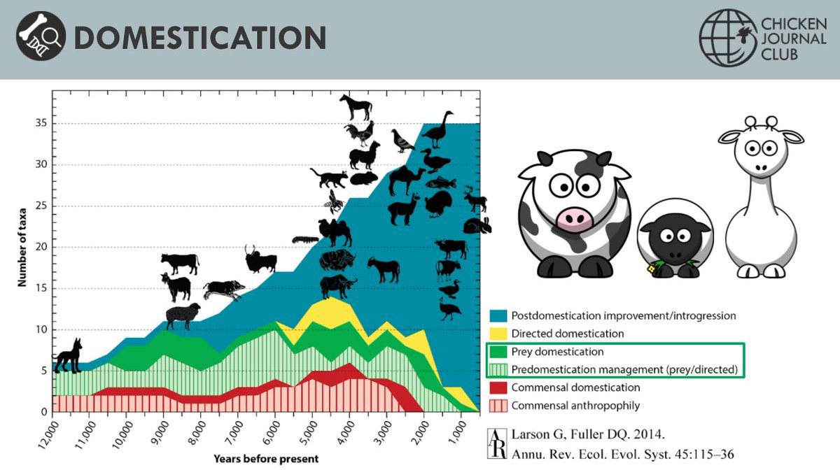 ChickenJClub's tweet photo. Understanding the methods of domestication of different animals throughout history including farm animals such as poultry. 🐓 #CJCCrashCourse #Domestication @ArchaeOphelie https://t.co/8oBzK67zAC