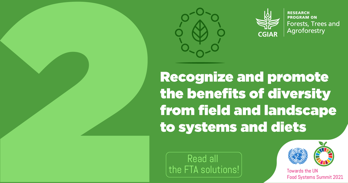 FTA_Partnership's tweet image. #GameChangingSolution #ForTheFuture of @FoodSystems #2️⃣: Recognize and promote the benefits of diversity from field🌱 and landscape⛰️ to systems &amp;amp; diets

It contributes to conserving biodiversity &amp;amp; providing livelihood opportunities for vulnerable groups. foreststreesagroforestry.org/11-game-changi…