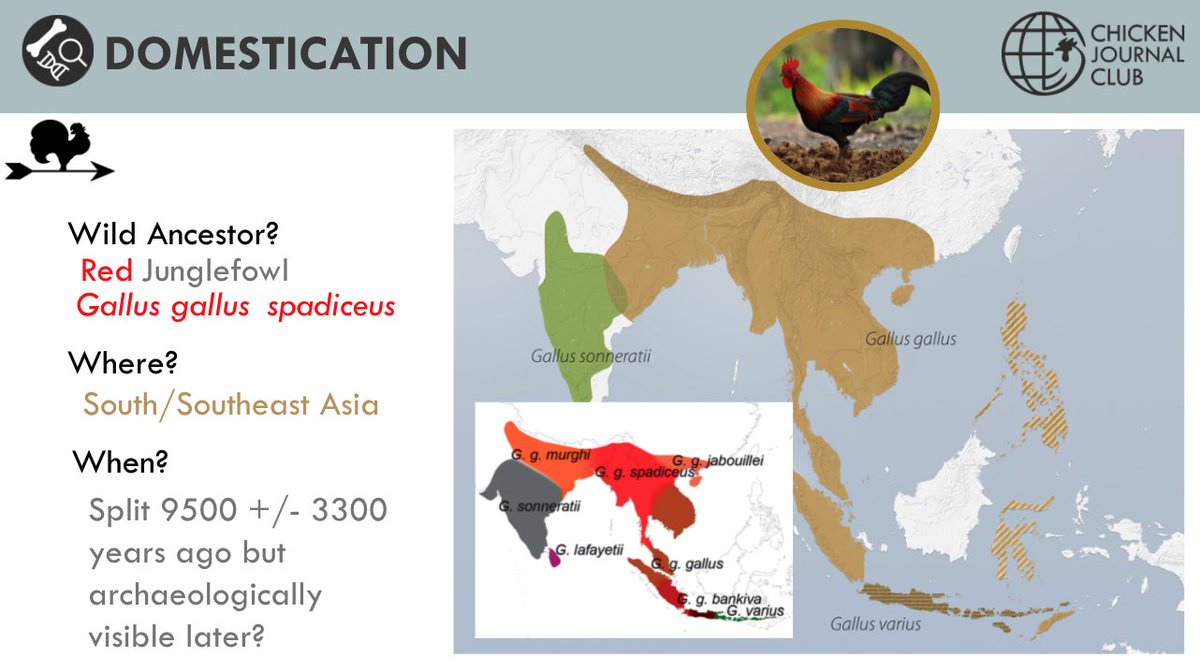 ChickenJClub's tweet photo. Where and when was the domestication of the chicken ancestors?? 🐓 🌍 Discrepancy between genetic and archaeological data with the use of bone assemblage. #CJCCrashCourse #Domestication @ArchaeOphelie https://t.co/3LA2teUnZZ