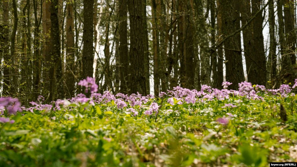EuromaidanPress's tweet photo. @krymrealii prepared beautiful photographs of picturesque spring landscapes in Crimea

#savecrimea
#crimeaisukraine 
https://t.co/kQAqrGfUNg https://t.co/B0WVJ1Owhf