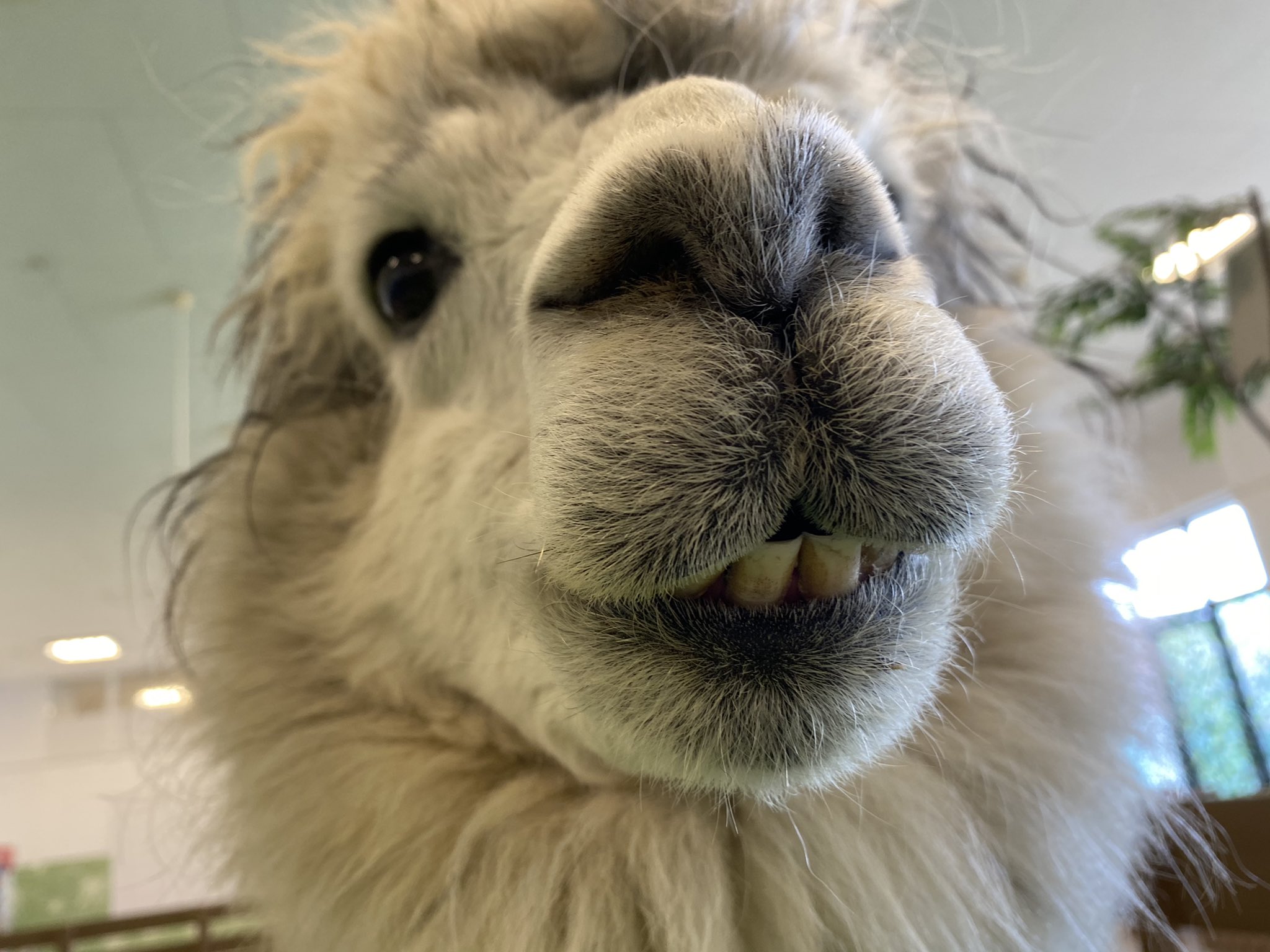 Moff Animal World 印西店 アルパカのジェーくん カメラを向けるとドアップになってしまいました 歯が見えてしまってますよ Moffアニマルワールド 印西 Bighop 千葉県 動物 Animal ふれあい動物園 屋内動物園 雨でもok アルパカ Alpaca 歯