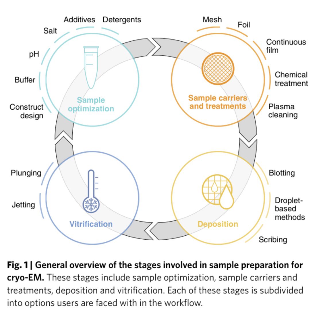 PeterJPeters1's tweet image. We are very happy to make visible our review: “Understanding the invisible hands of sample preparation for cryo-EM” celebrating  Protein Data Base 50th: the future of structural biology rdcu.be/ckjy8