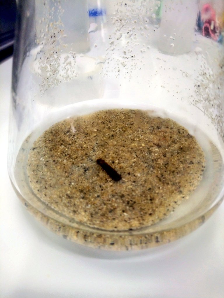 FScharhauser's tweet photo. Some nema madness on Monday. Sorting #meiofauna samples from #Elba looking for #Desomdoridae and other critters. #Stilbonematinae #thiotrophic #symbiosis #marine #nematodes #taxonomy #phylogeny https://t.co/dAdMrYG3BG