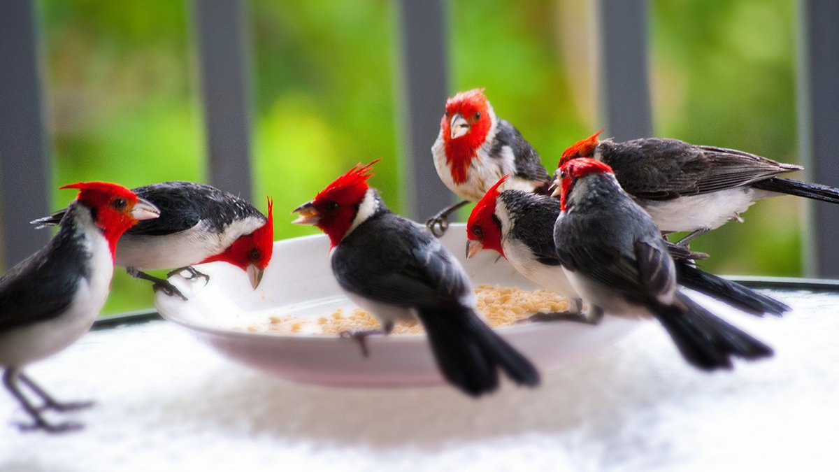 A lively discussion, over a good meal, for fans of the Ferrari Testarossa. 🤣🤣
#photos #photography #birds #Ferraritestarossa