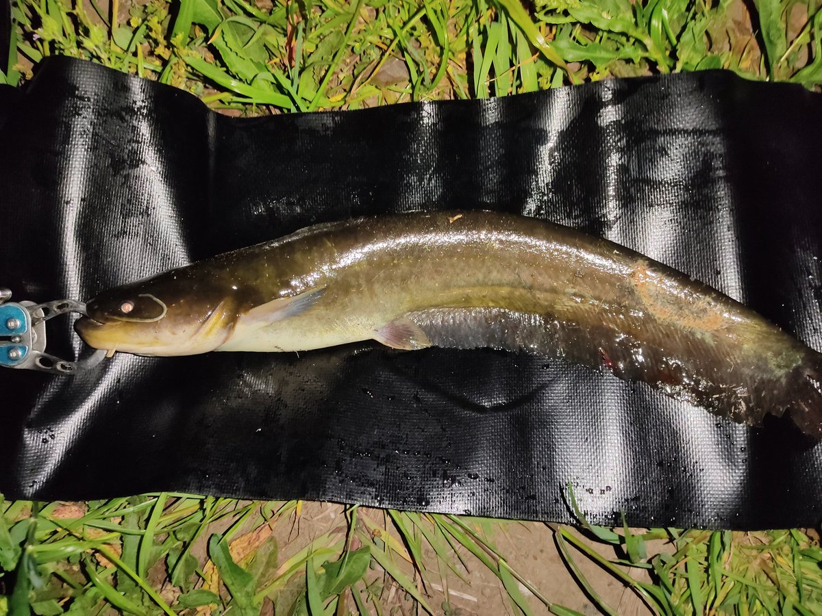 鯰次郎 3kd 残業したついでに 鯰残業を 25センチくらいのかわいいの 何かにかじられて 歯型ついてますね 親ナマズかな やわらかプップ