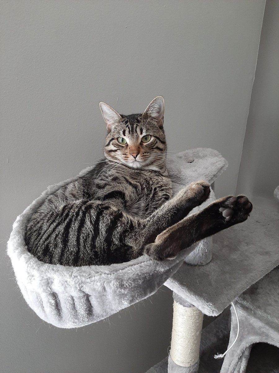 Sometimes Thor likes to kick his feet up and relax on a Monday. #CatsOfTwiter https://t.co/3SiiVvU7hy