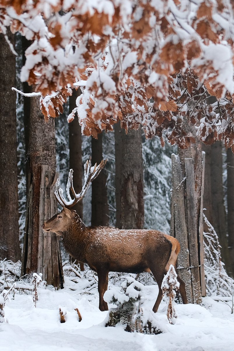 Grandpas_Place1's tweet photo. RT @DrwarmHeating: Roe buck season is coming! Hunting time with our heated wear to capture more awesome stalking moments!
#hunting #huntingtime #hunter #hunterstool #huntsafe #stalking #shooting #deer #roedeer #outdoors #stalkhunting #huntingcamp #wild … https://t.co/FI7TefJXst