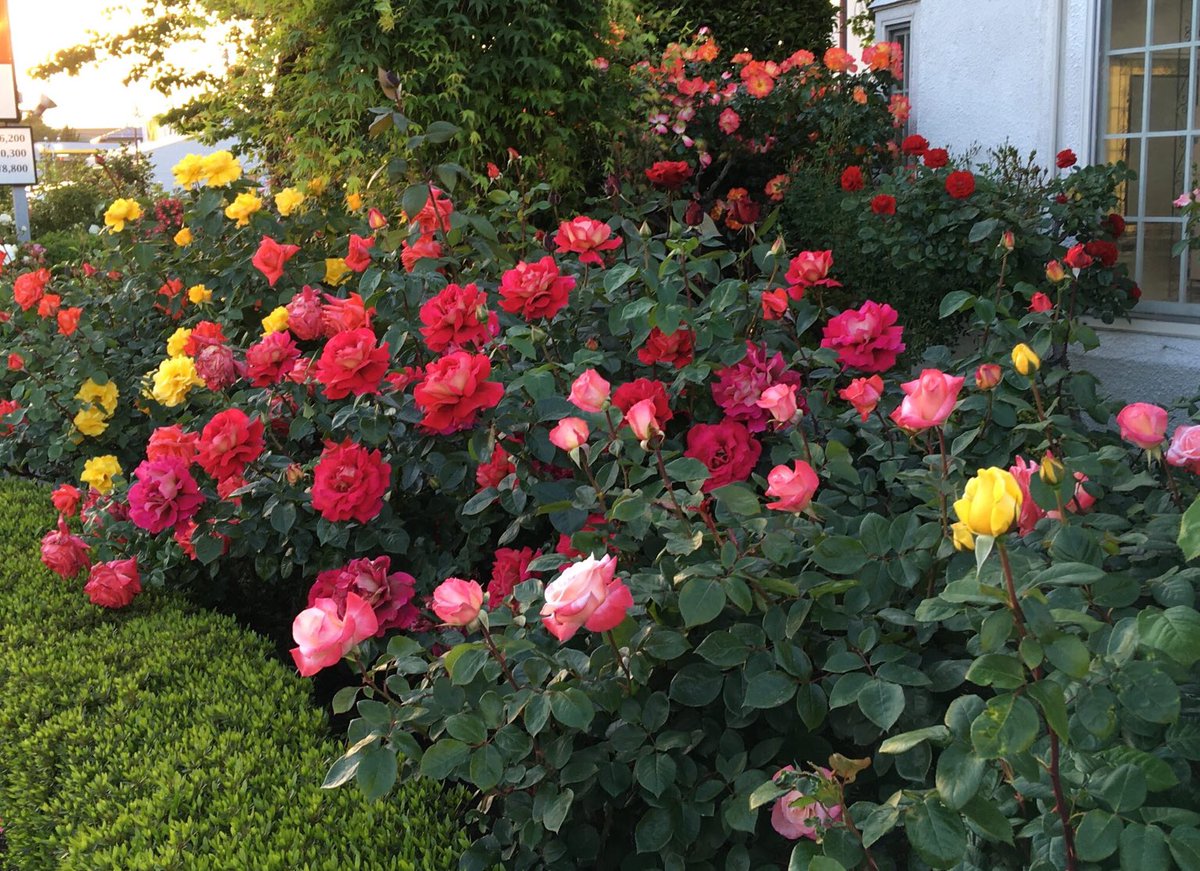 布施明 最新情報まとめ みんなの評判 評価が見れる ナウティスモーション 6ページ目