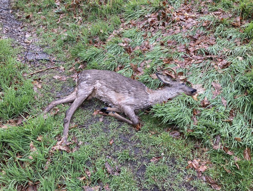 WYP_CNewsome's tweet photo. 🦌Hunting with dogs offence recorded, after 3 lurcher type dogs, (2 beige, 1 dark tan), mauled and killed a deer at Huddersfield Golf Club, Fixby, 4pm 07/05/21
Any info to trace white male, 50+, thick-set, bald/shaven head, please ring 101, re:13210228601 #wildlifecrime #kirklees https://t.co/5S5mux3e3X