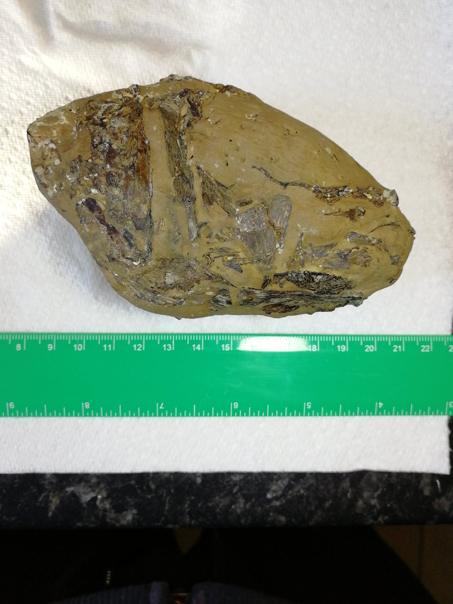 swalebirdboy's tweet photo. A #fossilfish skull I found recently on the Isle of Sheppey. Trying to identify it as best I can but it's pretty beat up. @NHM_FossilFish do you think it could be #Eothynnus salmoneus? #sheppeyfossil #Sheppeyfish #Eocene #Londonclay https://t.co/NYGBElIDVt