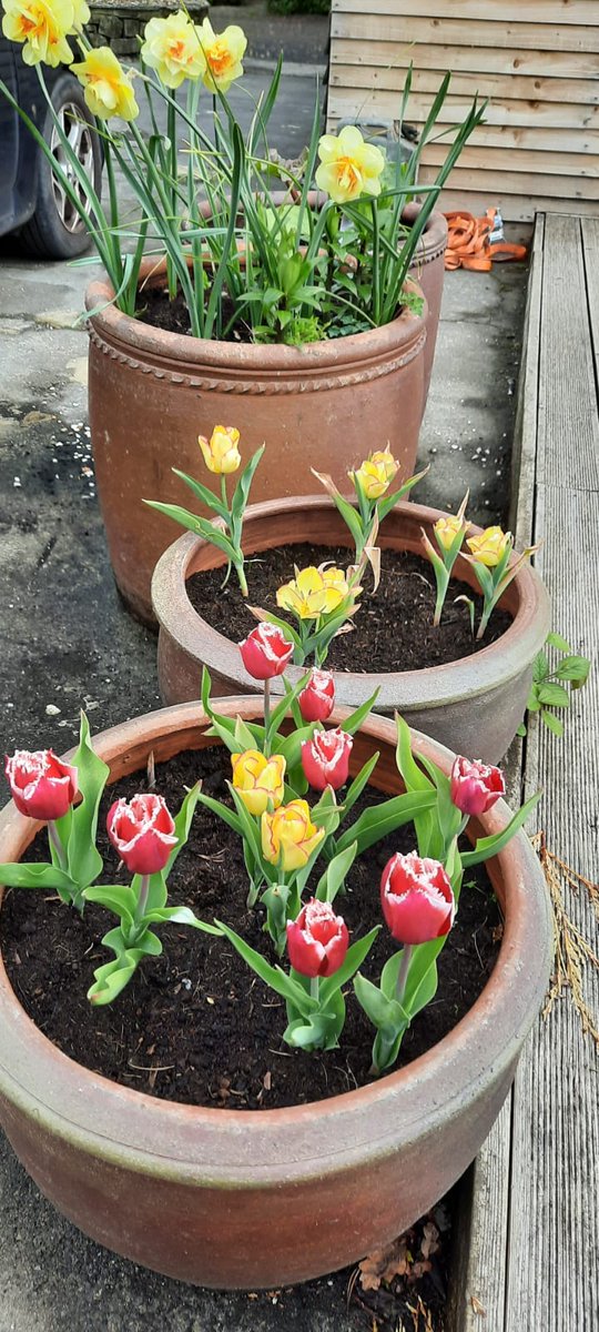 Its Mental Health Awareness week and MWC are going to be connecting with nature all week ☺ #mentalhealthfoundation #MentalHealthAwarenessWeek #ConnectWithNature #tulips @BDCFT