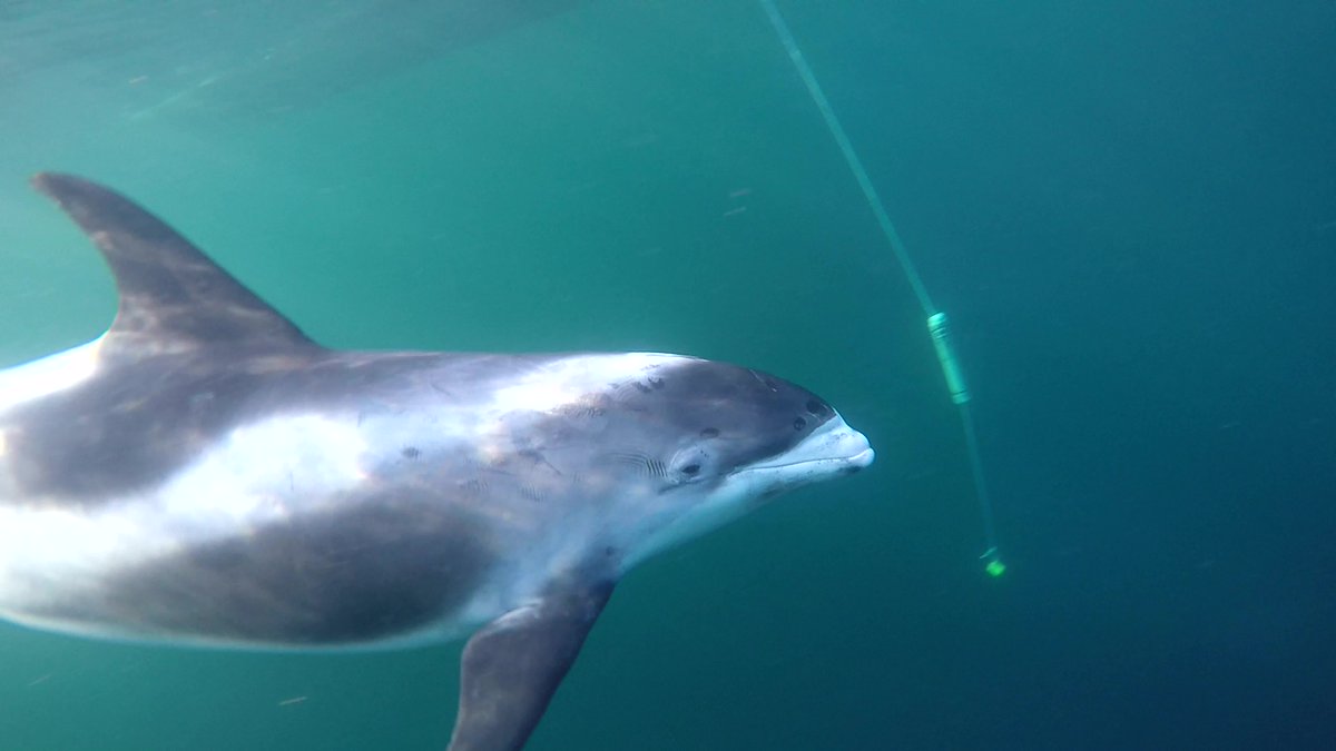 Join us on 12th May as we dive into the world of #conservation tech, an exciting area focussing on utilising #AI and #MachineLearning to help the world’s plants and animals. 

bit.ly/3o4umSH