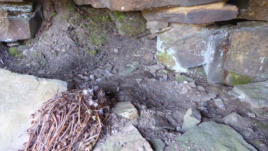 😞🦅Sickened to report theft of eggs from a peregrine nest/scrape, in the Holmbridge area of Huddersfield.. Between 19/04 and 23/04.. 
All birds, their nests and eggs are protected WCA 1981
☎️Any info, please ring 101, re:1321019873 #wildlifecrime #raptorpersecution #birds