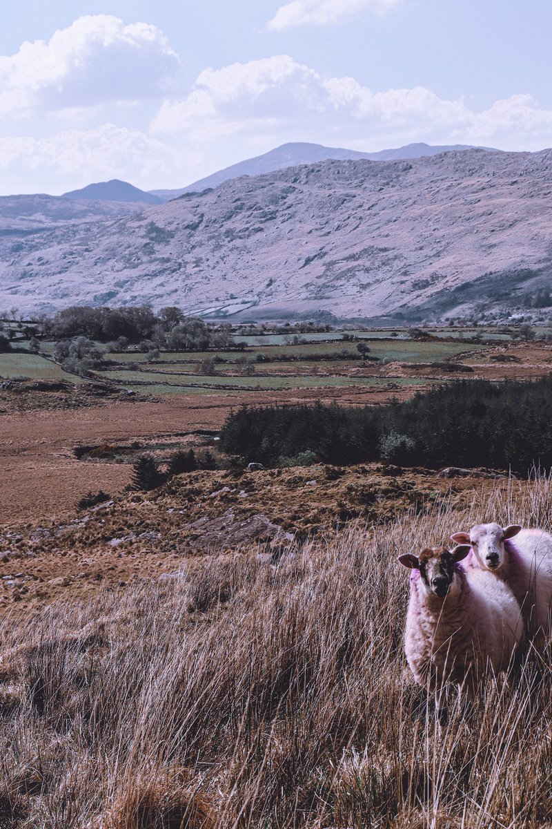 HeyaItsSharon's tweet photo. Ballaghbeama Gap, County Kerry
#discoverireland #experiencekerry #Ballaghbeamagap #thisiskerry #sheep #photography https://t.co/Chy39pl6Rt