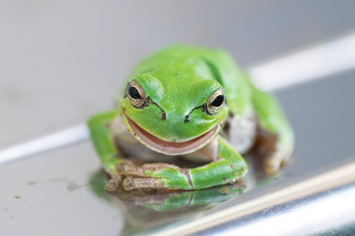 arrfoie's tweet photo. かわいい子撮れたから見て🐸
#SIGMAfpL https://t.co/9B63MgX2Ff