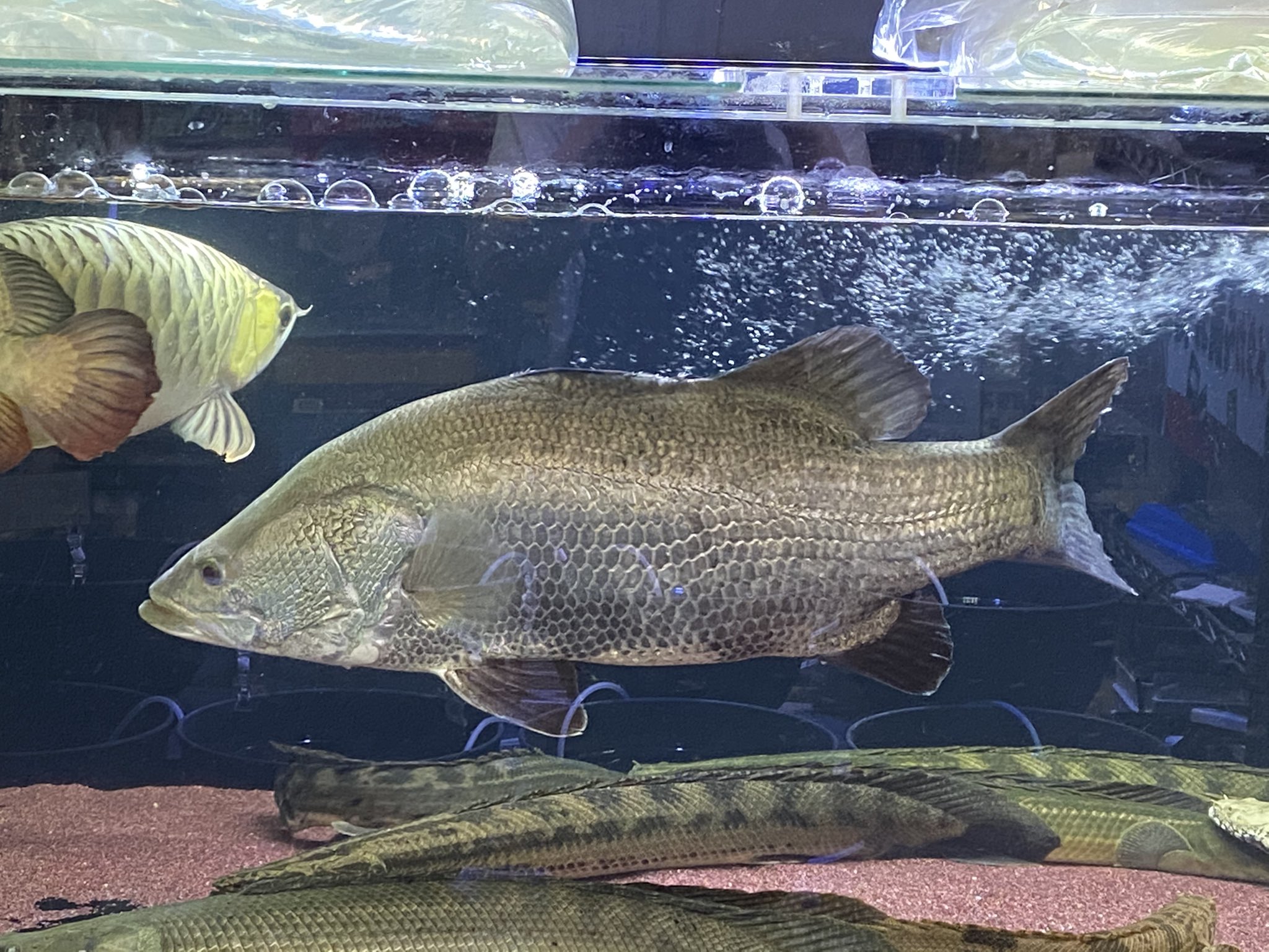 アカメ　完全淡水飼育　熱帯魚　大型魚　日淡魚 アカメ 完全淡水飼育 熱帯魚 大型魚 日淡魚