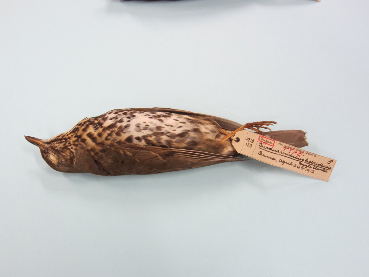 The subspecies of song thrush on the Outer Hebrides was first described by Clarke. He is also credited with describing a pigeon from the Philippines (Phlogoenas keayi) and a finch species from Gough Island. Male syntype of Turdus musicus hebridensis