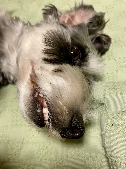 ใใฃใญใกใใใใฉใผใทใชใผใบ๐ถ๐ถ
ใ ใใถๆใใ็ฌ๐ฆ