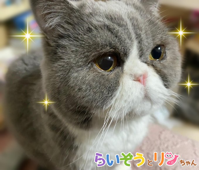 公式 ねこがあらわれた チーム行徒infoさん がハッシュタグ エキゾチックショートヘア をつけたツイート一覧 1 Whotwi グラフィカルtwitter分析