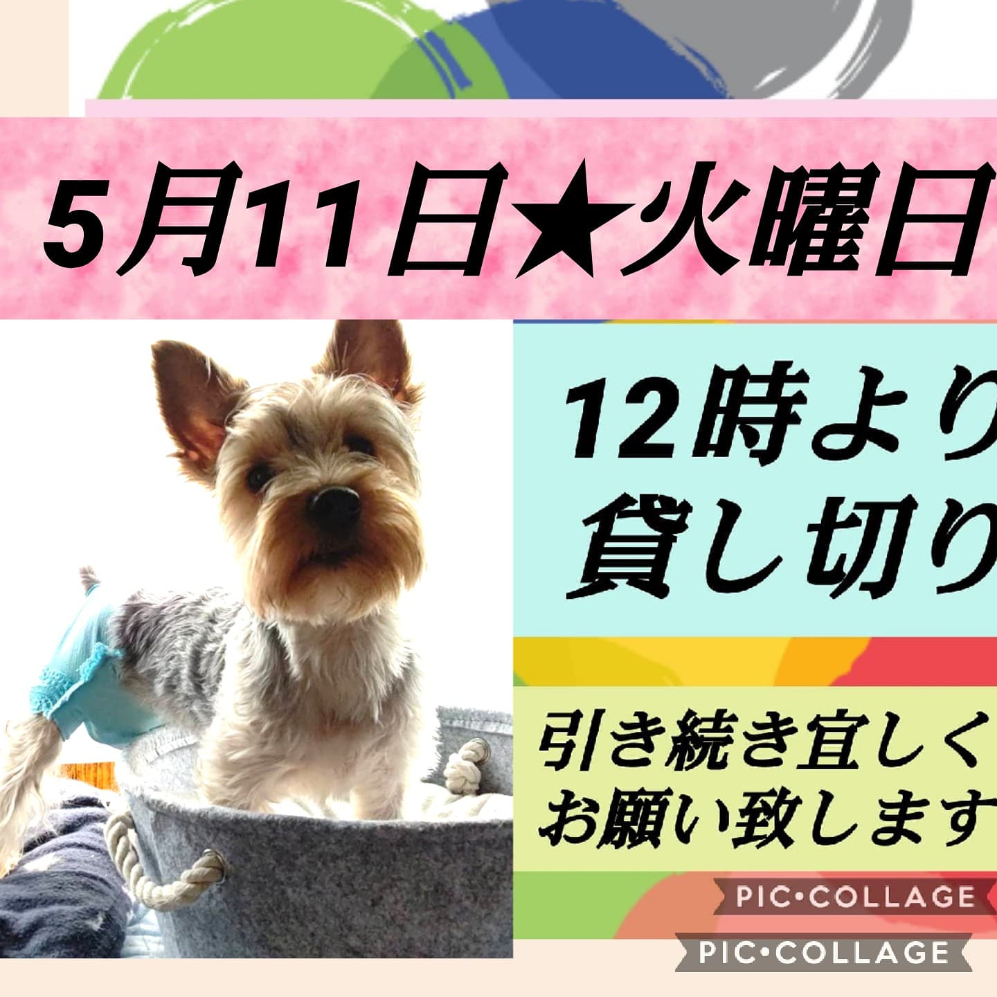 神戸ドッグカフェ Twitter Search Twitter