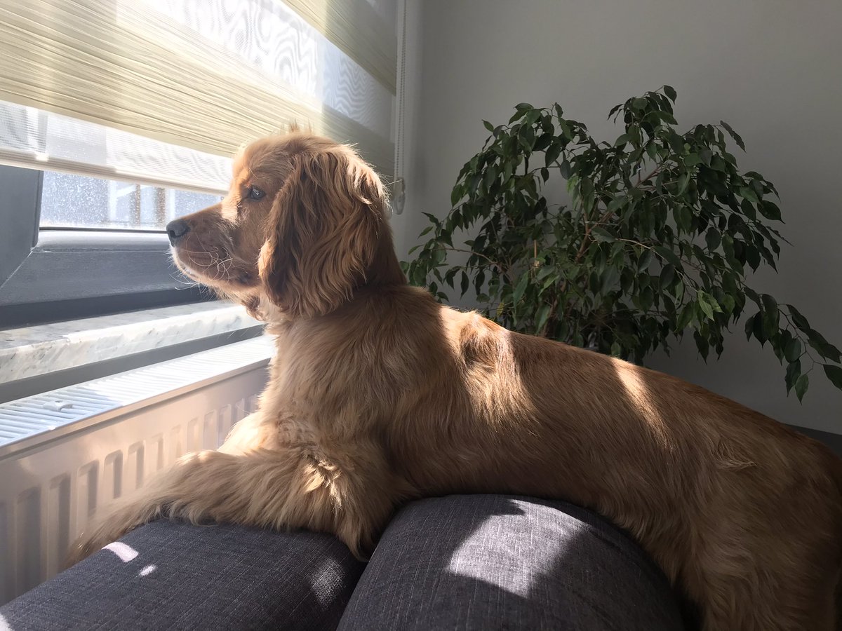 #SHIB #shibcoin 
Dedim ama yanlış köpeğe bakıyor herkes diye,saat 14.00 ü bekliyoruz %120  🚀  🚀