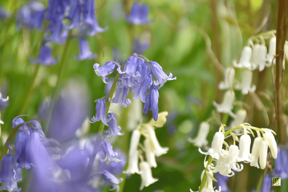 🌿Jetzt haben die wundervollen Hasenglöckchen, besser bekannt als "Blue Bells", Hochsaison! Im Wald bilden sie gigantische Blütenteppiche😮Wo man die zauberhafte Frühlingsblume bestaunen kann, erfährst du hier: botanikguide.de/das-hasengloec…

#Frühling #Garten