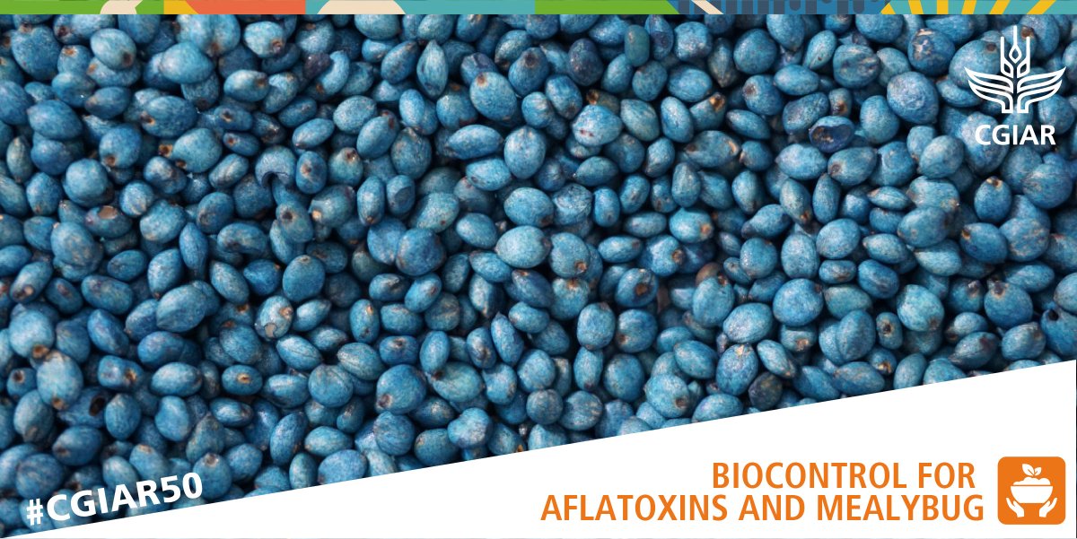 Over decades, CGIAR scientists have found success using #biocontrol to tackle pests and diseases – for example, to control cassava mealybug and aflatoxins in Africa. Learn more: on.cgiar.org/3lvigAz #OneCGIAR #CGIAR50 @A4NH_CGIAR @BiovIntCIAT_eng @IITA_CGIAR