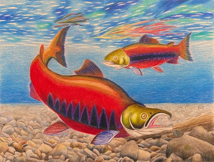 fishmigration's tweet photo. ๐คฉCongratulations๐คฉto the 3rd place winners of the #MigratoryFishAward! In the 5-12 yr old category, Tongfei Karen from Virginia, USA, drew Arctic char, and in the 13-18 category, Andrew from California, USA, drew three-spined stickleback! AMAZING job to both๐๐
@wildlifeforever https://t.co/ktKJO2Igx6