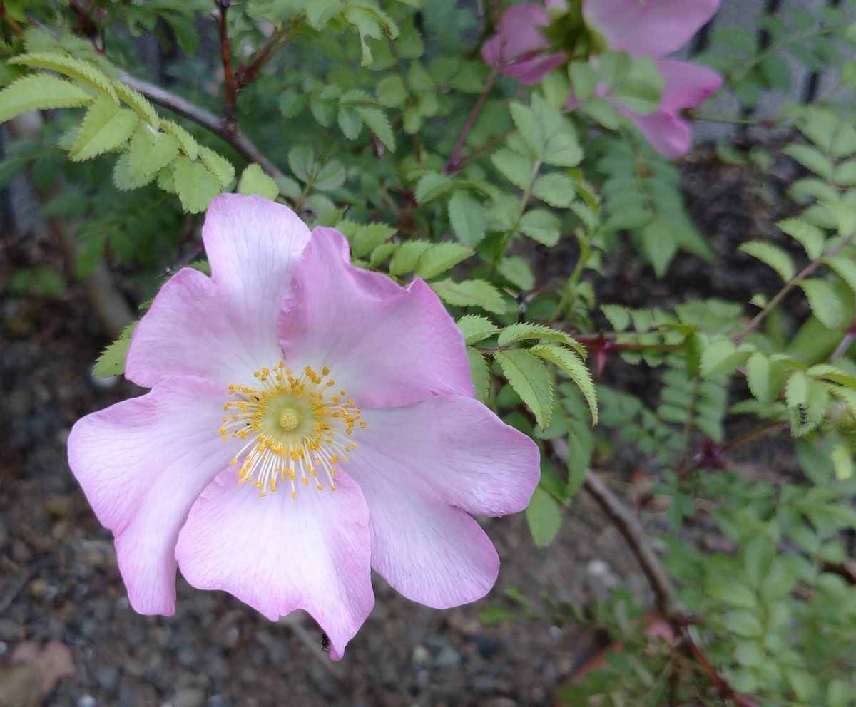 箱根薔薇 箱根薔薇