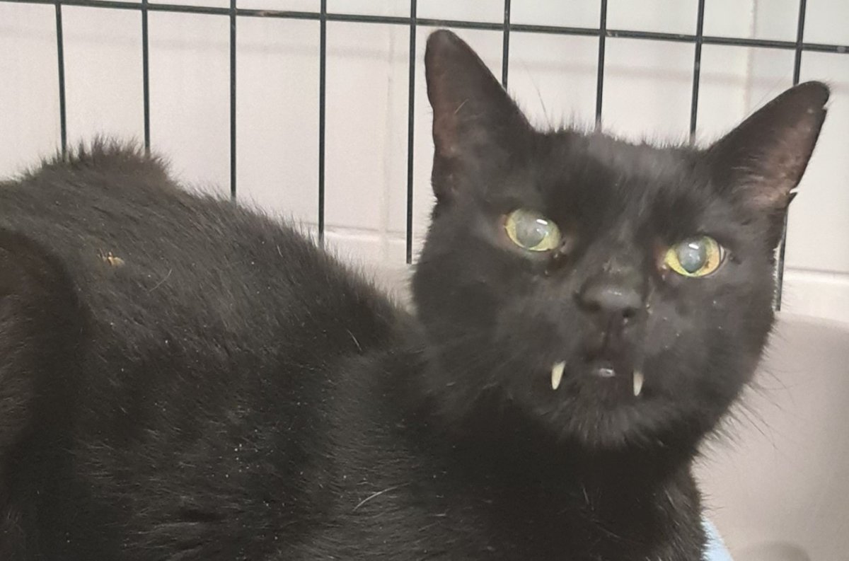BCWRkittens's tweet photo. Tommy Fang arrived with us Saturday afternoon. He is at least 12 year old but probably older.

He has been a very much loved pet of an elderly couple who have now come to a stage in their life when they can no longer look after Tommy.
Read on..
https://t.co/lpA5cdiNJH https://t.co/VJKkgXk5p5