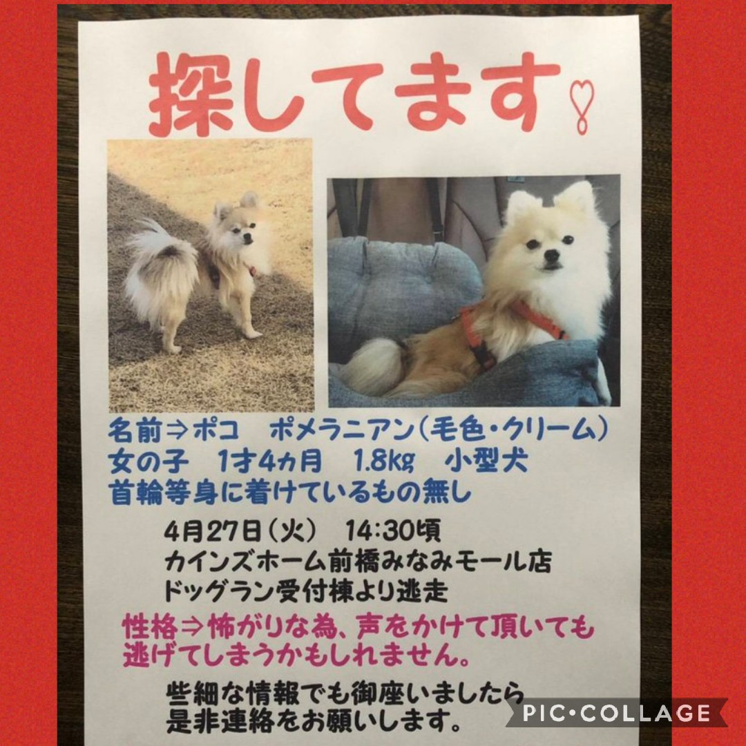 bF3of0JHjcrc7UH's tweet photo. ＃拡散希望   ＃迷い犬 ＃群馬県前橋市 ＃ポメラニアン ＃情報求む

🆑迷い犬ちゃん捜索中です。

群馬県前橋市の皆様！　迷い犬のポメラニアンを御家族が必死で捜してます。保護して頂いてませんか？ご連絡お願い致します。
🔰主様Twitter始めたばかりです。拡散RTお願い致します https://t.co/LkQe8dDROG