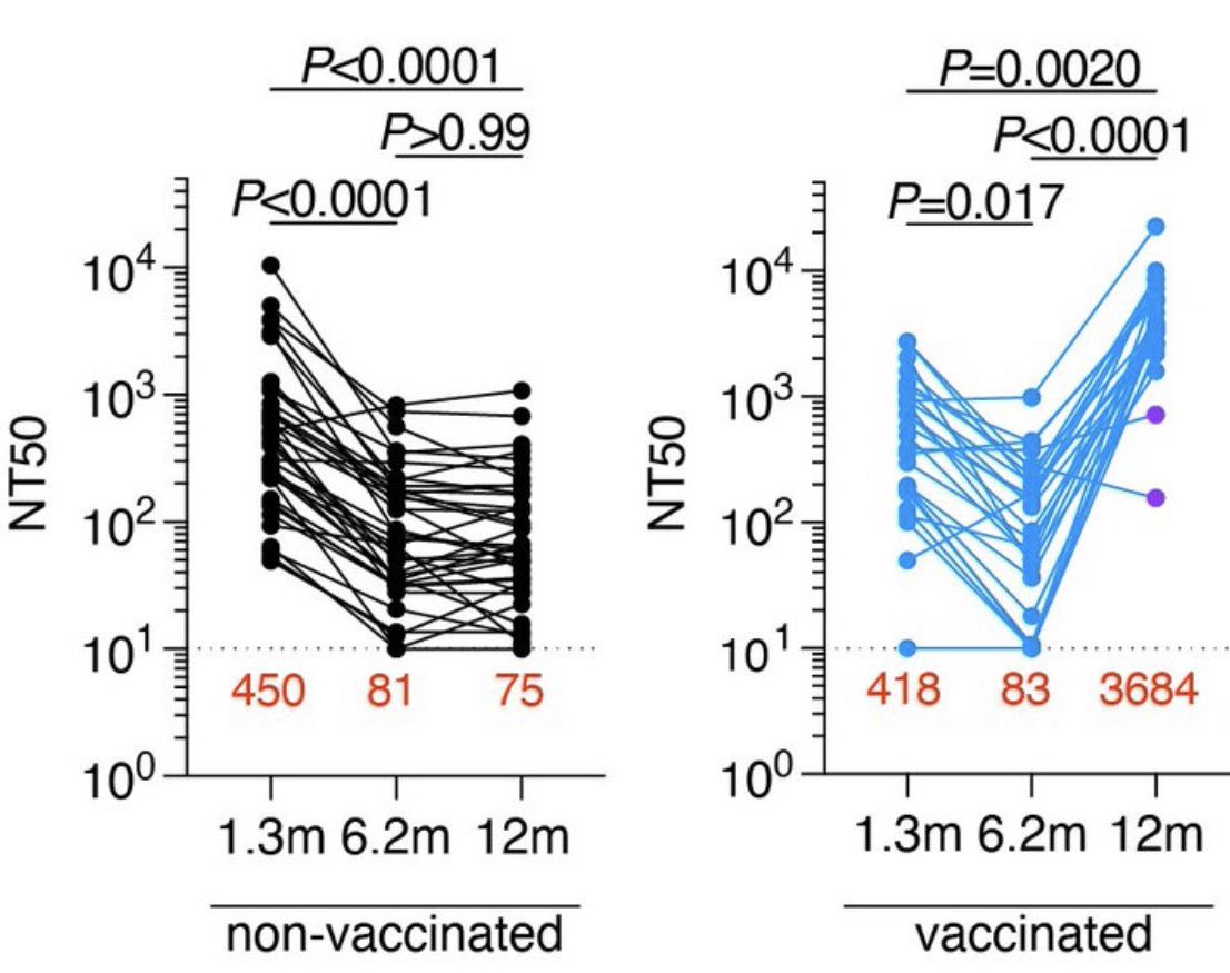 neutralizing activity, and the number of RBD-specific memory B-cells remained relatively stable from 6 to 12 months. However, vaccination increased ALL components of the humoral response, and as expected, results in serum neutralizing activities against variants of concern that