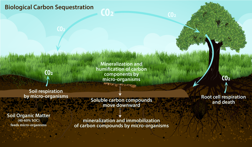4/ In addition to providing essential, and often irreplaceable biodiversity ecosystem services', hedgerows also sequester vast amounts of carbon dioxide both in above and below-ground biomass. A 100m length of mature hedgerow can sequester in the order of 120kg (0.12t) CO2/year.